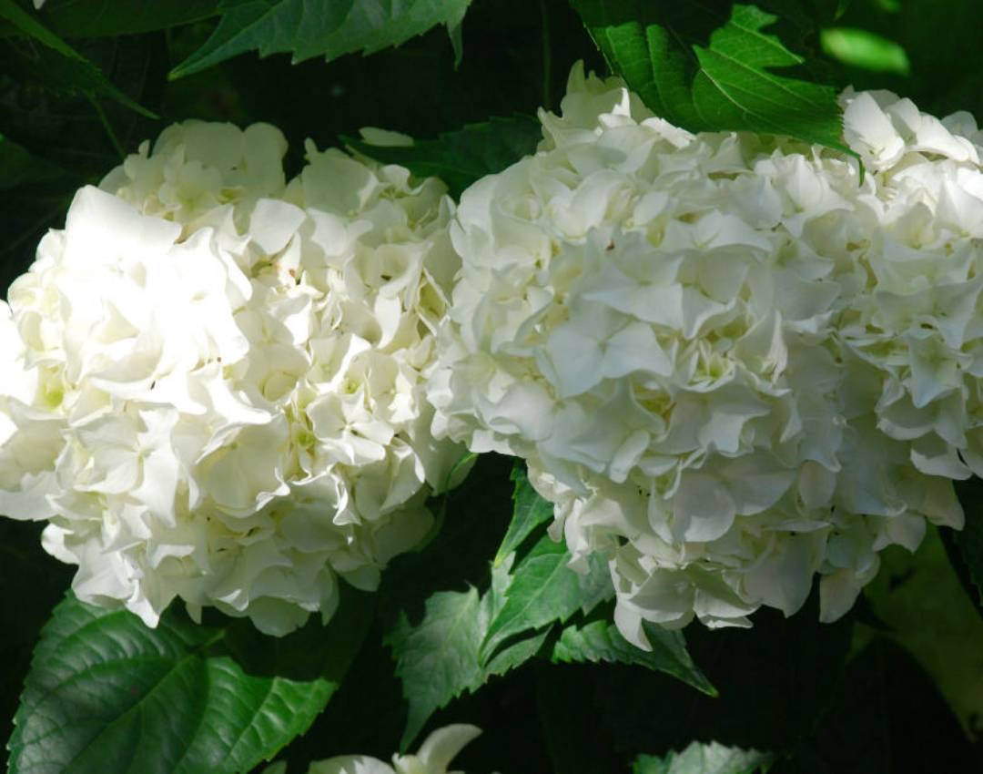 Hortensias