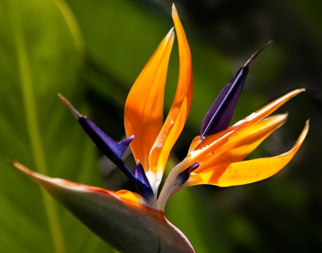 Ave del paraíso fancy